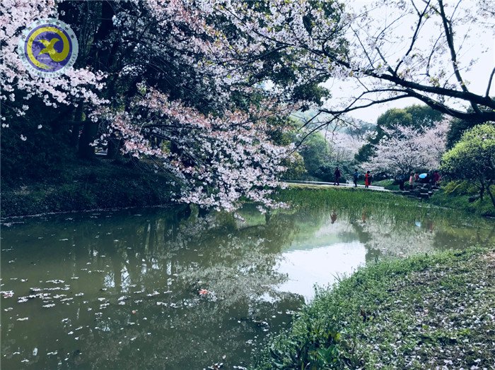  其時(shí)櫻花爛漫，詩(shī)書(shū)彌香(圖1)